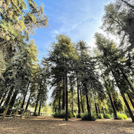 Redwoods Hike