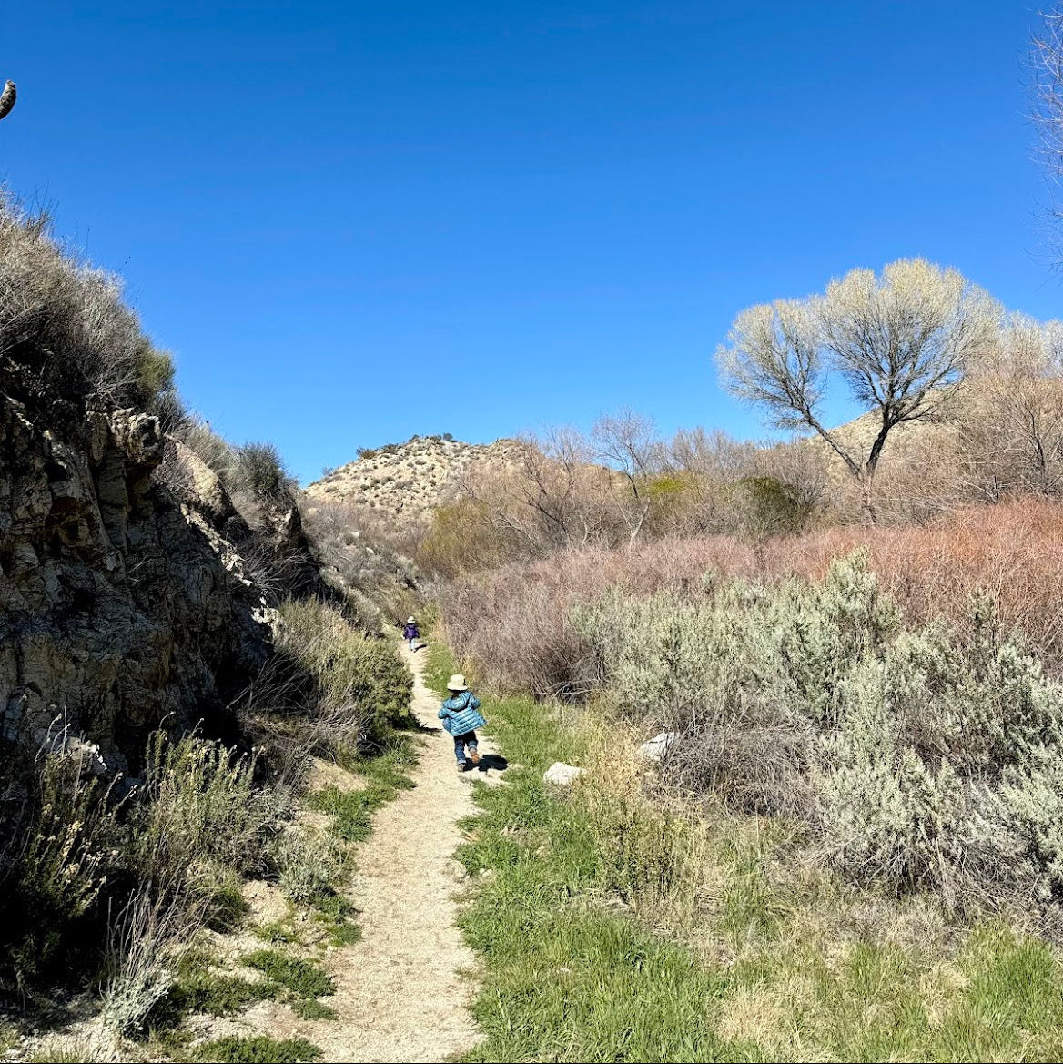Desert Marsh Hike