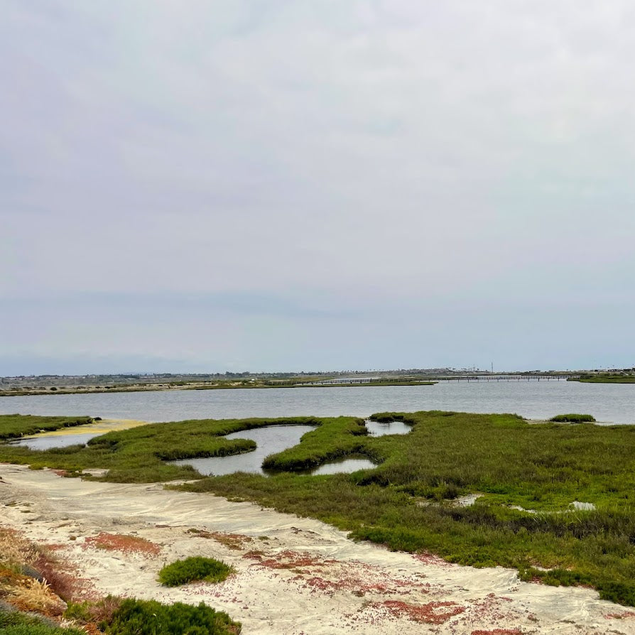 Salt Marsh Hike