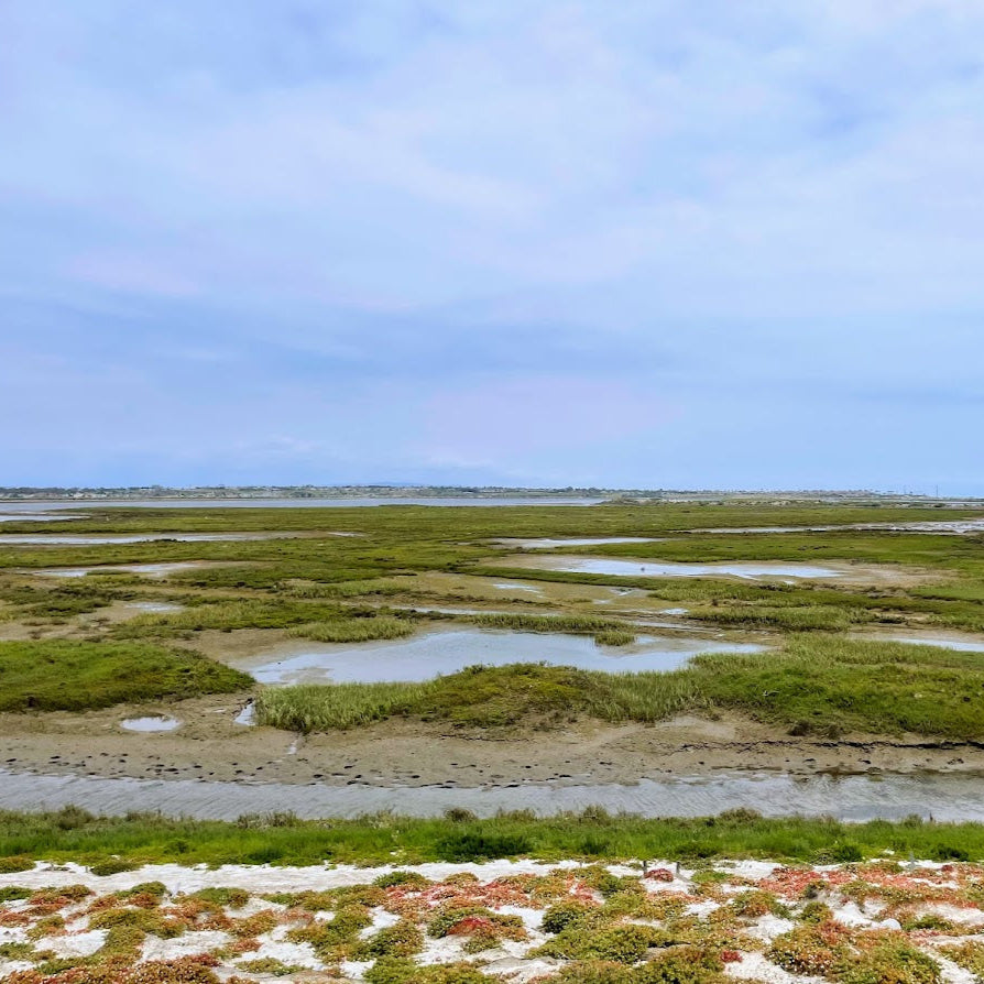 Salt Marsh Hike