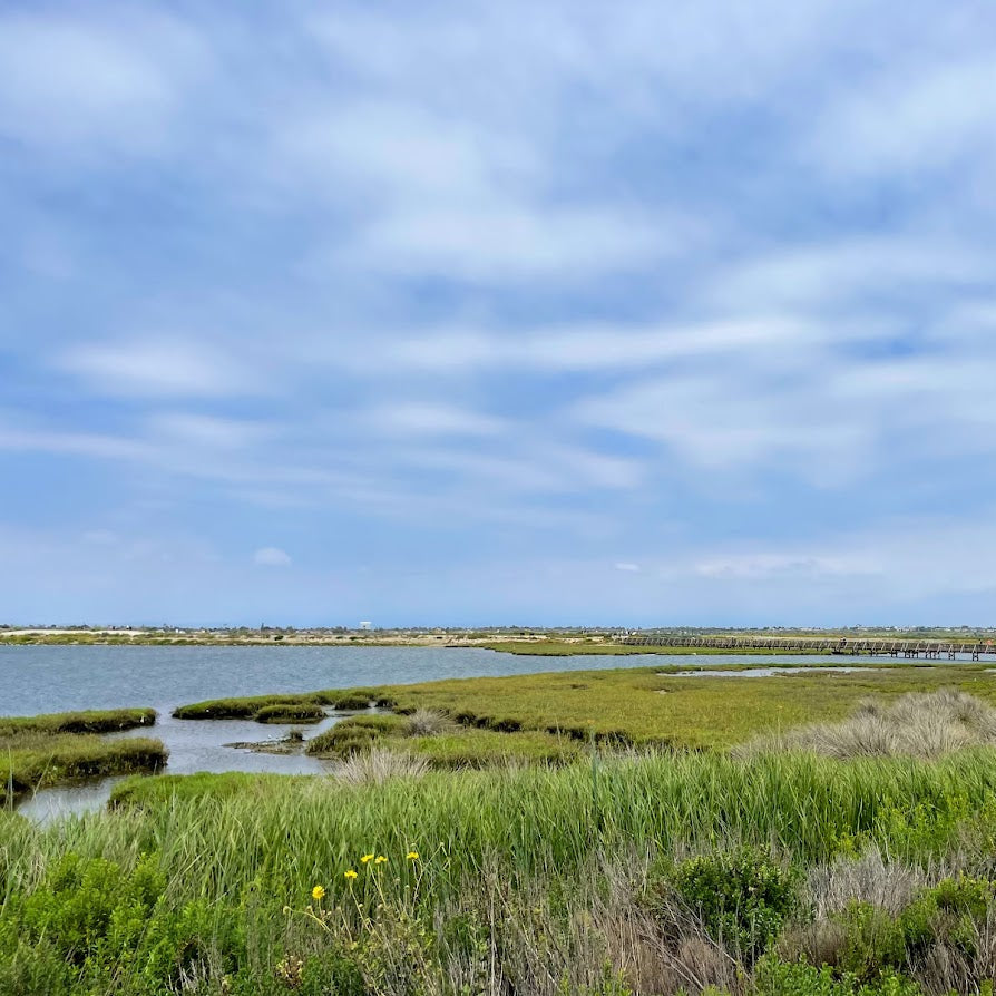 Salt Marsh Hike