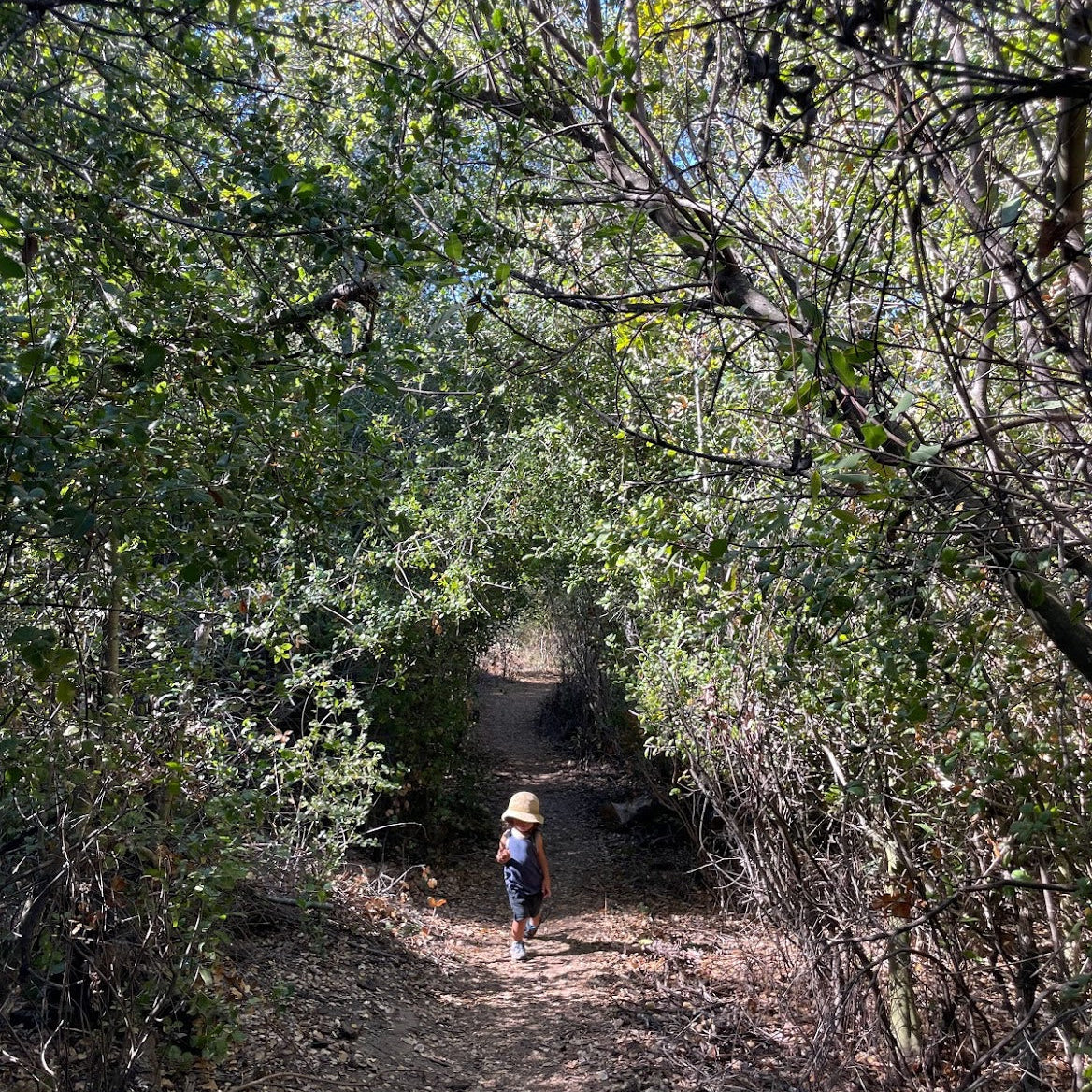 Oak Tunnel Hike