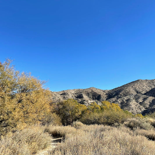 Desert Marsh Hike