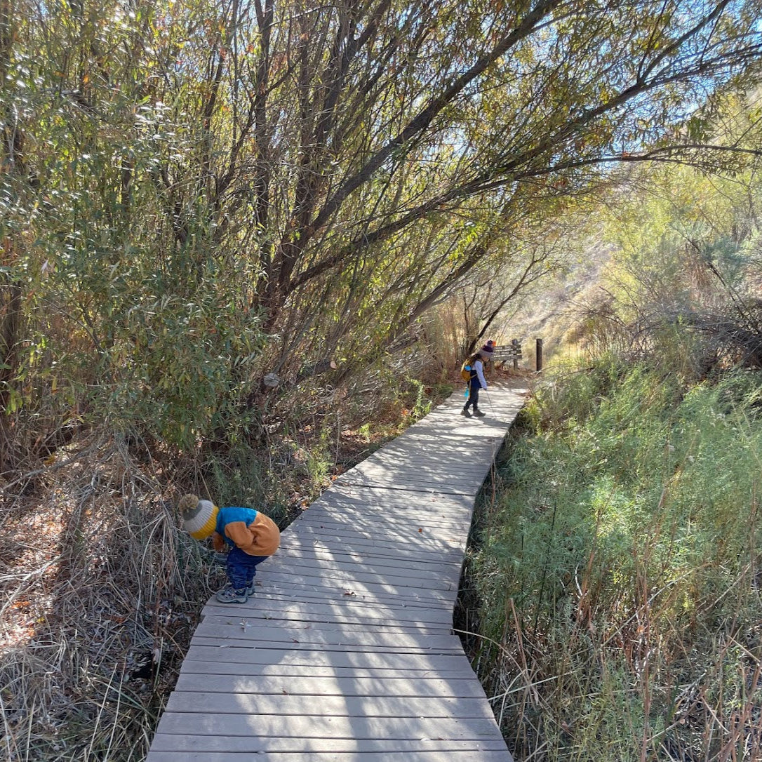 Desert Marsh Hike