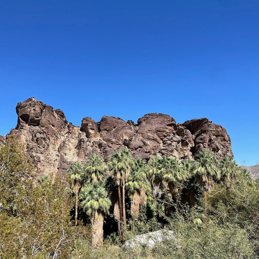 Palm Oasis Hike