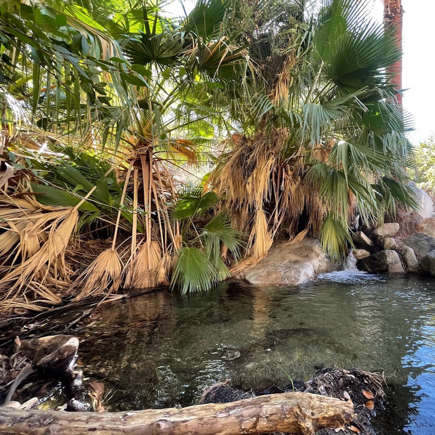 Palm Oasis Hike