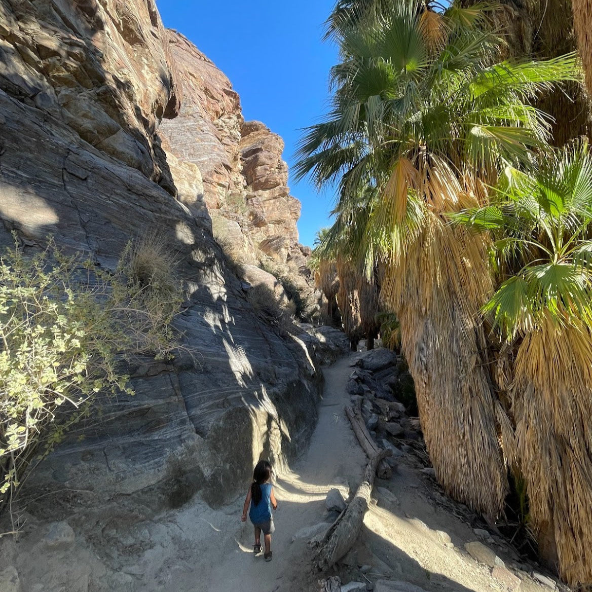 Palm Oasis Hike
