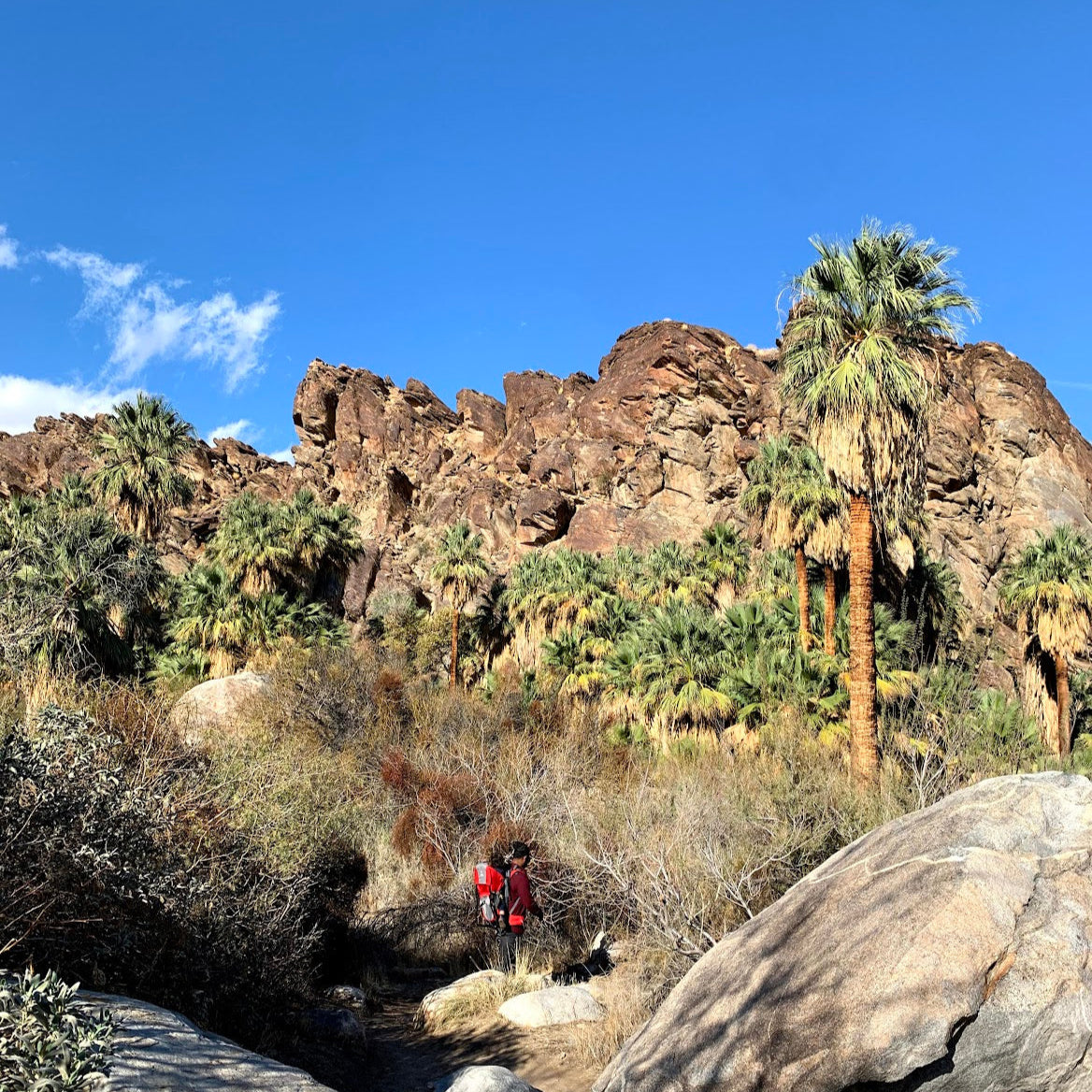 Palm Oasis Hike